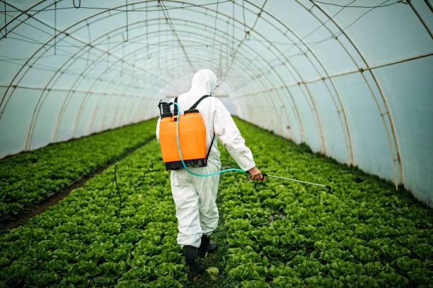 Best Local Pest Control Services  in Stonecrest, GA