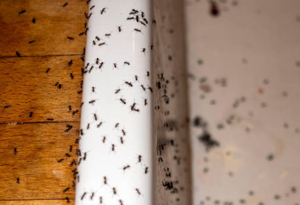 Best Wasp Removal Services  in Stonecrest, GA