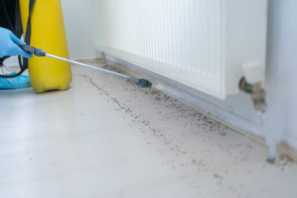 Best Affordable Pest Control Services  in Stonecrest, GA